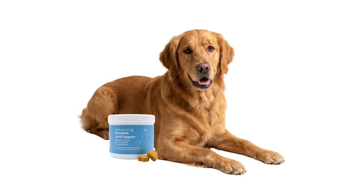 5 Reasons Why Senior Dog Owners Add This Alongside Their Vet's Plan