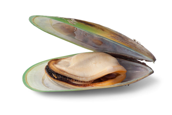 Green-Lipped Mussel