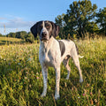 Penny (10 years old)